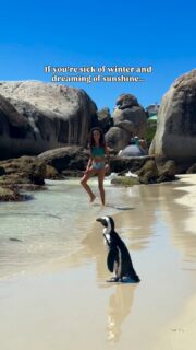 January in Cape Town 🇿🇦 means long beach days,  ocean swims and golden evenings. Warm temperature, cloudless skies (though strong winds), and that feeling of being outdoors all the time.

We are absolutely loving summer here and it feels like the perfect time to be here now that the holiday crowd is slowly thinning.

Our favorite things to do during summer in Cape Town:
 🏖 Frolick in the Muizenberg tidal pool
🐧 Spot penguins on Boulders Beach
🌅 Catch the golden hour at Blouberg beach
👙Swim in Sea Point Pavilion pool
🧘‍♀️Sunset yoga on Clifton beach with @showupandflow  🌊 Cold ocean dips at Llandudno Beach
🍹Sundowners at the rooftop bar, @hugosocialclub  🍽 Wood oven pizzas and cold wine at @thelawns_ct where kids can play on the lawns

It’s nature, adventure, food, culture — all wrapped into one city.

Would you escape winter for this? 🌍

🏷️Make sure to SHARE this with who you wanna go to South Africa with.

👋 Hi! I’m Nellie, a travel writer and adventurous mum. I share all I’ve learned about digital nomad family travel here. So glad you’re here! 🌏 

#visitcapetown #capetownwithkids #capetownliving #digitalnomadfamily